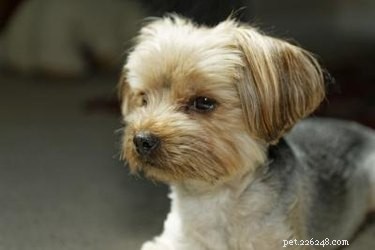 Cortes de cabelo básicos para cães Yorkie Terrier