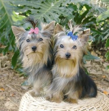 Coupes de cheveux de base pour les chiens Yorkie Terrier