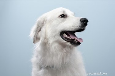 白い犬の髪が赤くなる原因は何ですか？ 