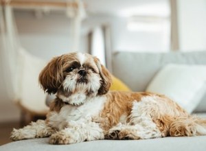 Comment couper un poil de Shih Tzu entre les yeux