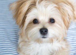 5 meilleurs conseils pour soigner un Morkie