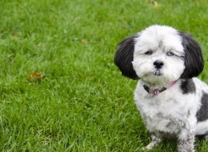 Comment toiletter un Shih-Poo