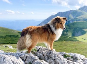 Les étapes de la pousse des cheveux chez les Shelties