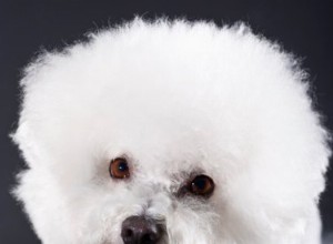 Comment garder les yeux blancs d un bichon