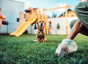 犬の糞を溶かす方法 