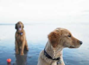 Prières pour les animaux perdus