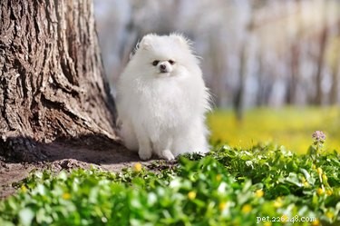 Hur man gör mitt Pomeranians-hår fluffigt