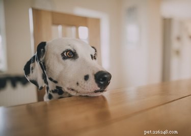 개에게 고구마 간식을 주어야 하나요?