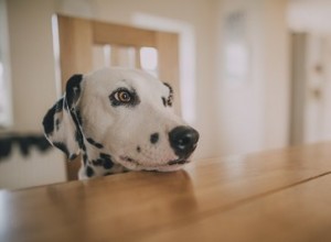 Devez-vous donner des friandises à la patate douce à votre chien