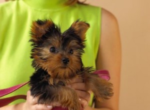 Styles de toilettage courts pour Yorkies