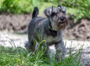 Comment nettoyer la barbe d un schnauzer