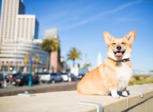 Comment savoir si les oreilles d un chien se tiendront