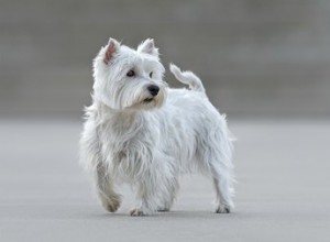 Westieを白く保つ方法 