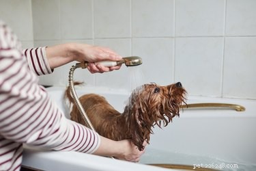 Hur man tvättar en hund i huvud och axlar