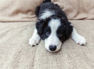 Comment enlever le caca séché des fesses de mon chiot ?