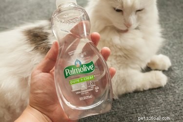Tips voor het wassen van een huisdier met Palmolive