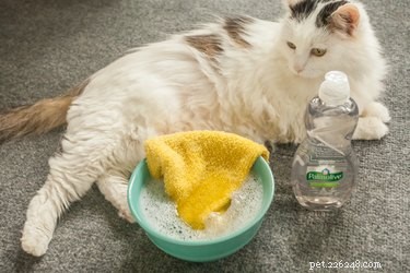 Suggerimenti per fare il bagno a un animale domestico con Palmolive
