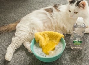 Conseils pour baigner un animal avec Palmolive