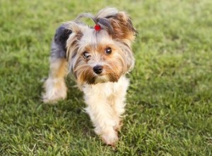 Idées de coupes de cheveux Yorkie