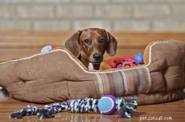 Por que usar lascas de cedro para cama de cachorro?