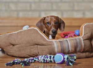 Pourquoi utiliser des copeaux de cèdre comme litière pour chien ?