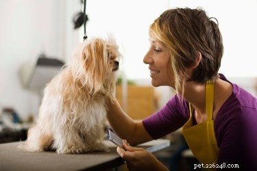 Hur man använder sax för att ge en hund en frisyr
