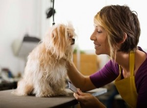 Comment utiliser des ciseaux pour couper les cheveux d un chien