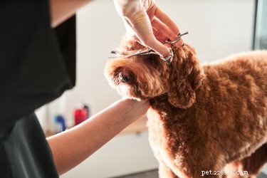はさみを使って犬に散髪をする方法 
