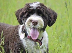 Grandes races de chiens qui ne perdent pas