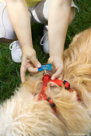 Как сделать самодельную шлейку для собаки