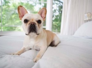 あなたの犬の体臭のために家で作るスプレー 