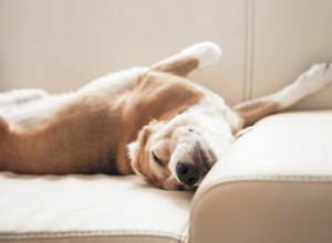 Le meilleur tissu de canapé pour chiens