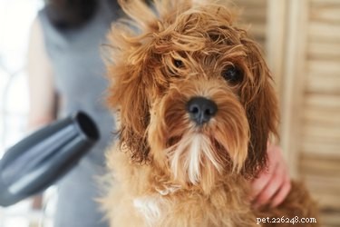 Comment faire en sorte qu un chien reste immobile pendant qu il coupe les cheveux