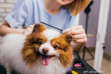 Hur man får en hund att vara stilla medan man klipper hår