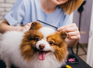 髪を切っている間、犬を静止させる方法 