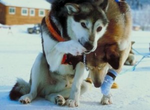 Comment fabriquer votre propre harnais en corde pour chien