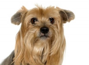 Comment toiletter un Yorkie avec une coupe de chiot