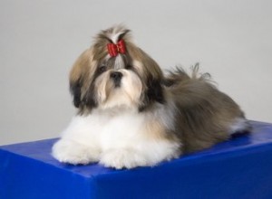 Coupes et styles de cheveux Shih Tzu