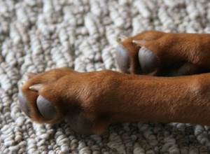 犬の舐めからピンクの毛皮の汚れを取り除く方法 