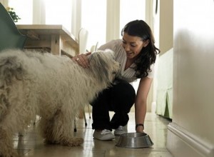 Nourriture maison riche en calories pour chiens