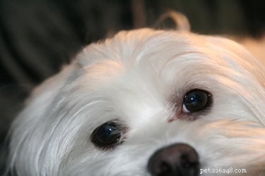 Hur får man bort ögonfläckar från maltesiska hundar
