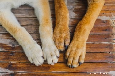 강아지의 손톱 출혈을 막기 위한 가정 요법