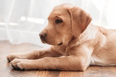Huismiddeltjes om het bloeden van hondennagels te stoppen