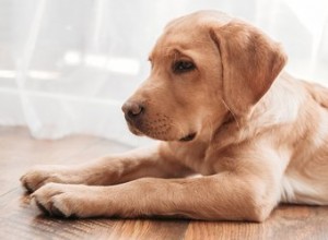 犬の爪の出血を止めるための家庭療法 