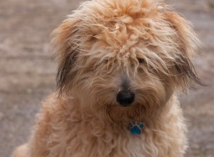 Comment raser un chien aux poils emmêlés