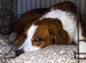 Comment assembler une cage à goupilles pour chien