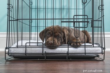 Как уменьшить размер клетки для собаки?