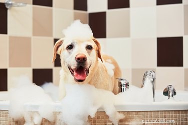 ひまし油とオリーブオイルで犬を入浴させる方法 