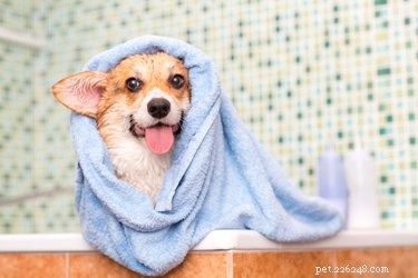 Hur man badar hundar med ricinolja och olivolja