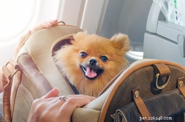 Como viajar com seu cachorro em um avião